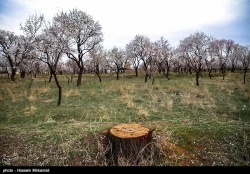 باغستان قزوین و مداخلات غیر قانونی دستگاه های اجرایی 2